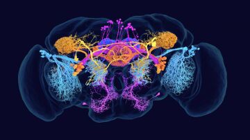 Imagen del conectoma del cerebro de la mosca de la fruta