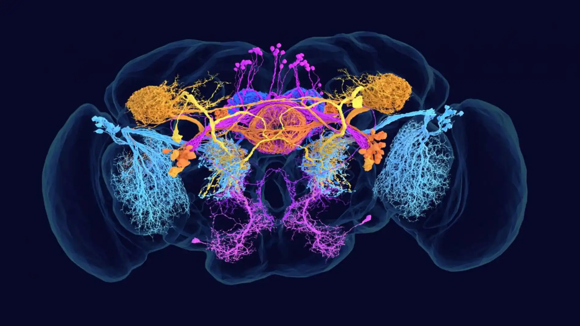 Imagen del conectoma del cerebro de la mosca de la fruta Imagen del conectoma del cerebro de la mosca de la fruta
