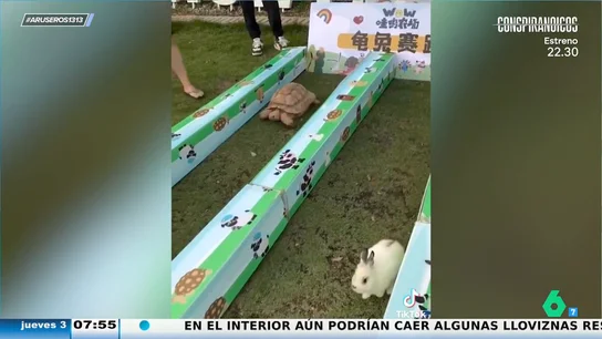 La fábula de la liebre y la tortuga llega a la vida real: ¿Quién ganará esta viral carrera? La fábula de la liebre y la tortuga llega a la vida real: ¿Quién ganará esta viral carrera?