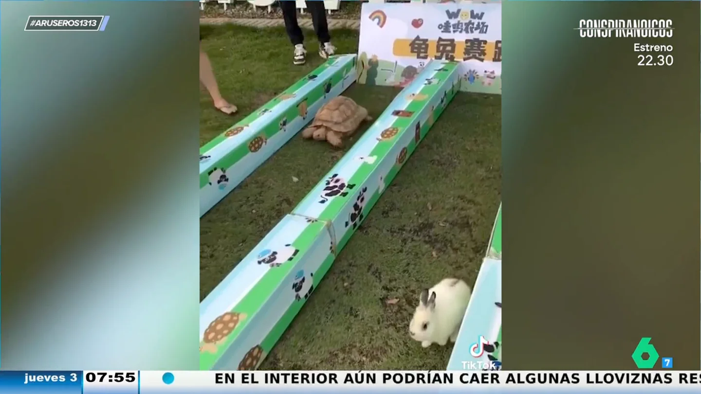 La fábula de la liebre y la tortuga llega a la vida real: ¿Quién ganará esta viral carrera? La fábula de la liebre y la tortuga llega a la vida real: ¿Quién ganará esta viral carrera?