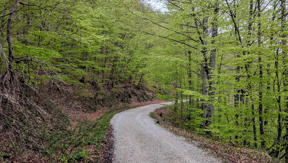 Selva de Irati Selva de Irati