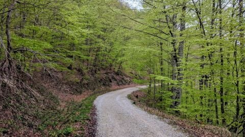 Selva de Irati