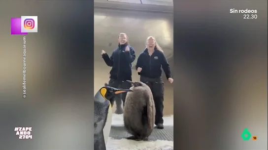 El descomunal tamaño de un pingüino del aquarium de Melbourne: tiene nueve meses y pesa 22 kilos Pesto, que así se llama el ave, ya alcanza una altura de 90 centímetros. Su dieta se compone de 30 peces diarios "y si se queda con hambre le fríen un huevo", añade irónica Mónica Cruz.