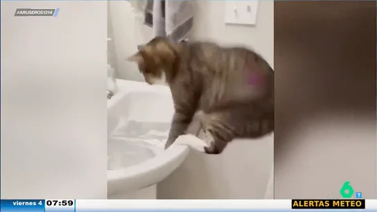 A los gatos no les gusta el papel de aluminio: "Cada vez que lo ven se llevan el susto de su vida" A los gatos no les gusta el papel de aluminio: "Cada vez que lo ven se llevan el susto de su vida"