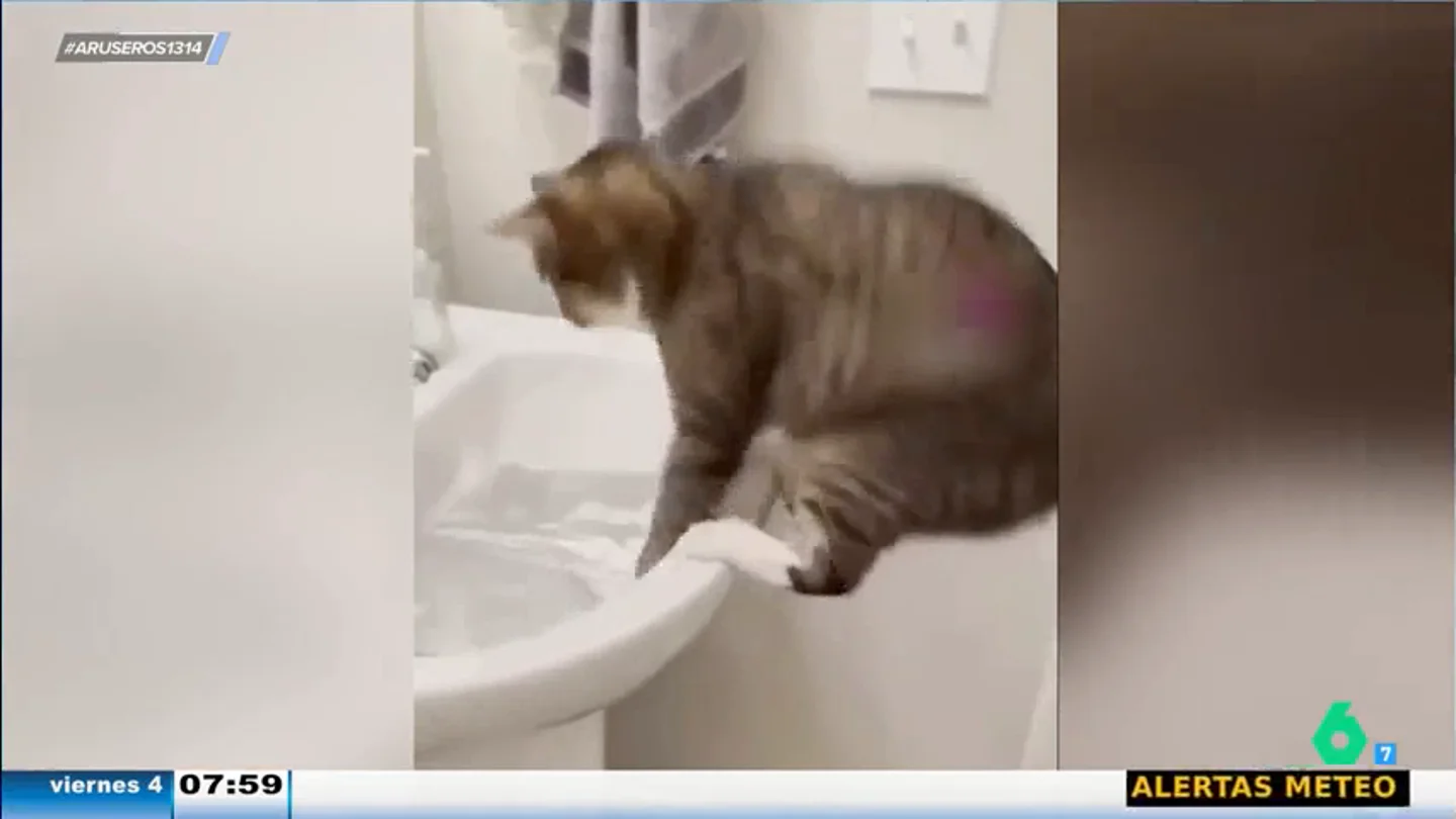 A los gatos no les gusta el papel de aluminio: "Cada vez que lo ven se llevan el susto de su vida" A los gatos no les gusta el papel de aluminio: "Cada vez que lo ven se llevan el susto de su vida"