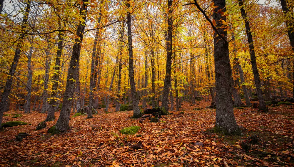 Los bosques más bonitos de España para Los bosques más bonitos de España para