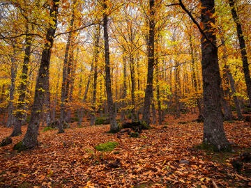 Un bosque en otoño en España