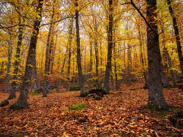 Un bosque en otoño en España Un bosque en otoño en España
