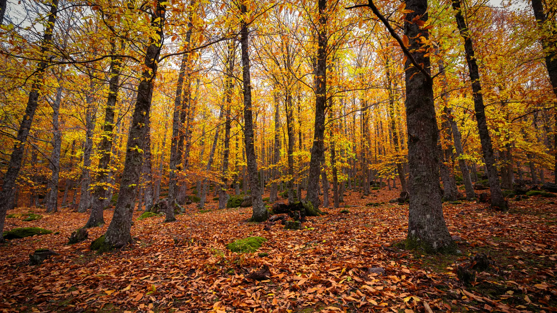 Un bosque en otoño en España Un bosque en otoño en España