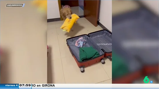 El tierno momento en el que un perro añade sus cosas a una maleta al ver que su dueño se va de viaje El tierno momento en el que un perro añade sus cosas a una maleta al ver que su dueño se va de viaje