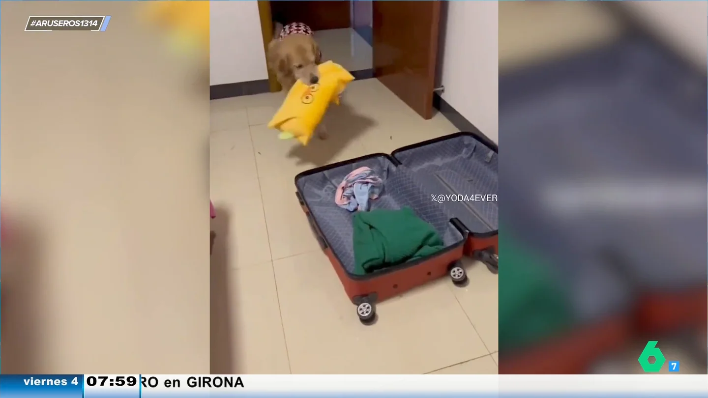 El tierno momento en el que un perro añade sus cosas a una maleta al ver que su dueño se va de viaje El tierno momento en el que un perro añade sus cosas a una maleta al ver que su dueño se va de viaje