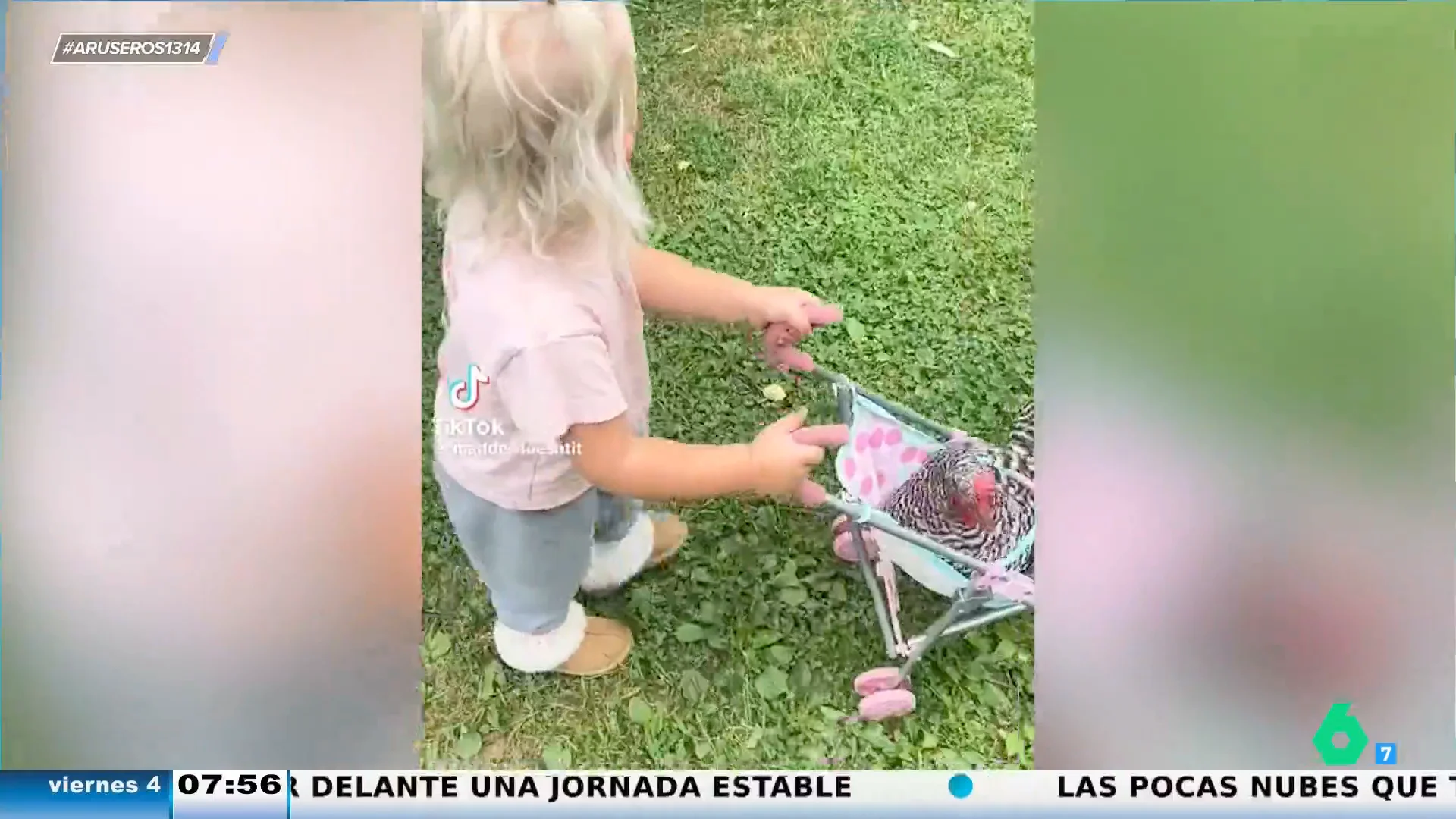 Una niña protagoniza un tierno vídeo viral paseando a su gallina en un carrito de bebés