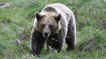 Un oso pardo