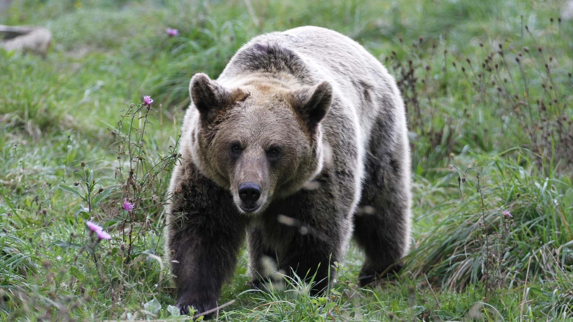 Un oso pardo