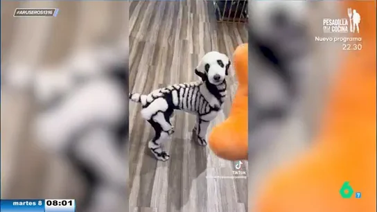 Un hombre corta y tiñe el pelo de su perro para convertirlo en un esqueleto sin tener que comprar un disfraz Un hombre corta y tiñe el pelo de su perro para convertirlo en un esqueleto sin tener que comprar un disfraz