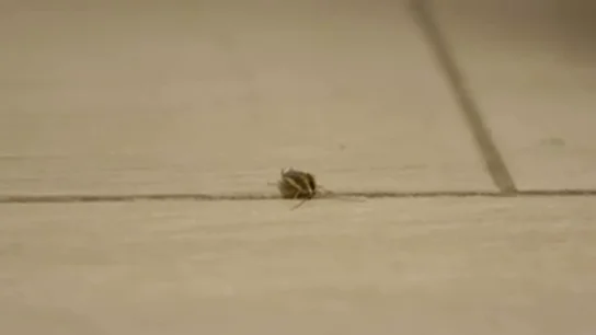 Chicote, tras las quejas de los clientes de 'El sitio' por la plaga de cucarachas: "¡Se nos comen los bichos!" Chicote, tras las quejas de los clientes de 'El sitio' por la plaga de cucarachas: "¡Se nos comen los bichos!"