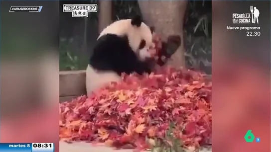 La reacción de felicidad de un panda la ver que le han llevado sus hojas rojas favoritas La reacción de felicidad de un panda la ver que le han llevado sus hojas rojas favoritas