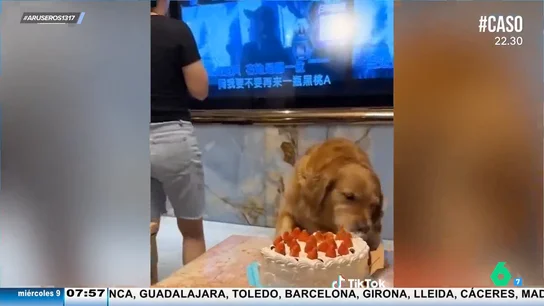 Dos amigas se quedan sin tarta de cumpleaños por culpa del karaoke: mientras ellas cantan, la mascota come Dos amigas se quedan sin tarta de cumpleaños por culpa del karaoke: mientras ellas cantan, la mascota come