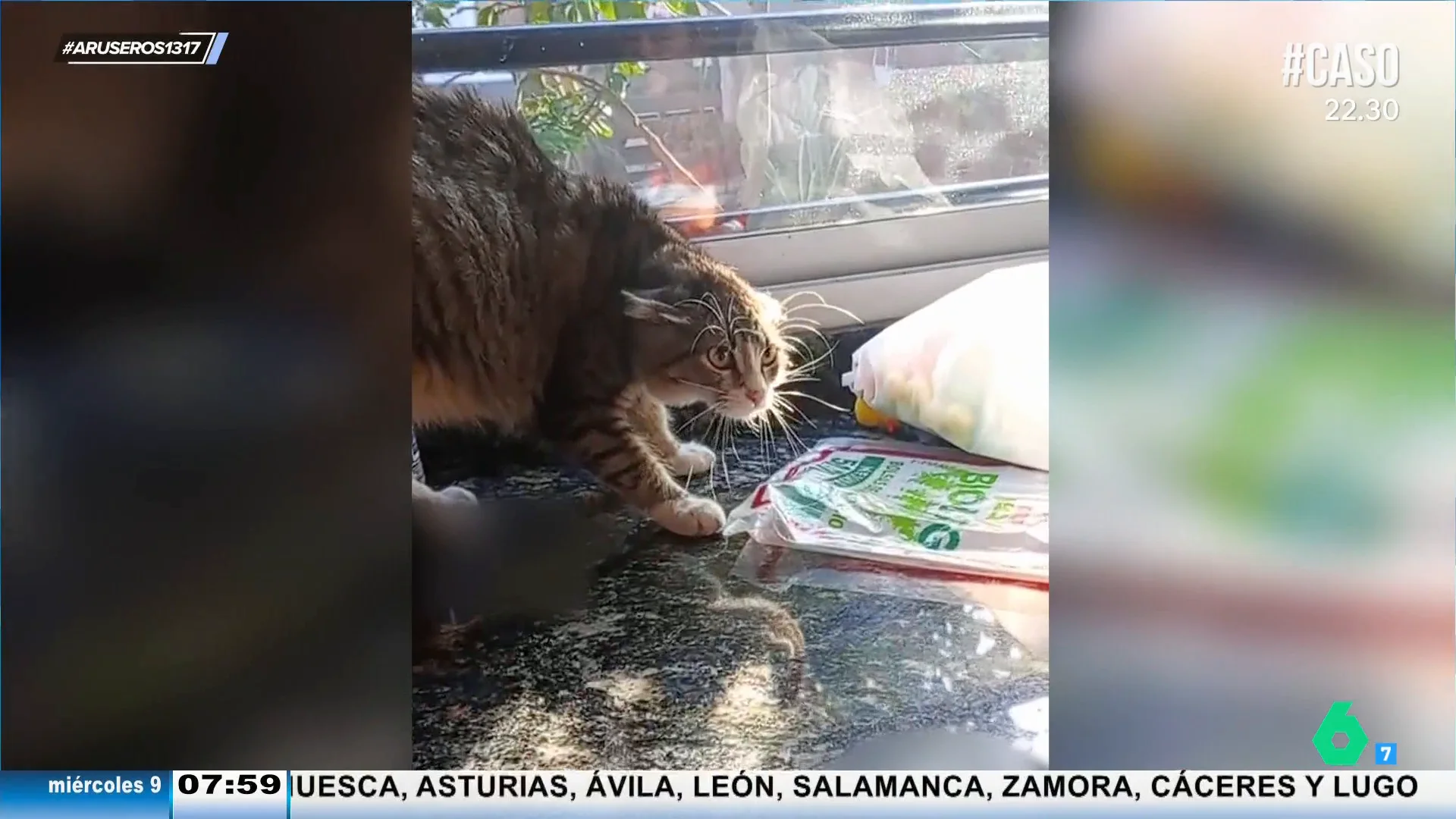 La reacción de Alba Gutiérrez al vídeo de una niña que asusta a su gato: "Yo si fuera ella mantendría la distancia"