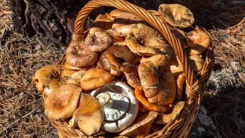 Recogida de setas Recogida de setas