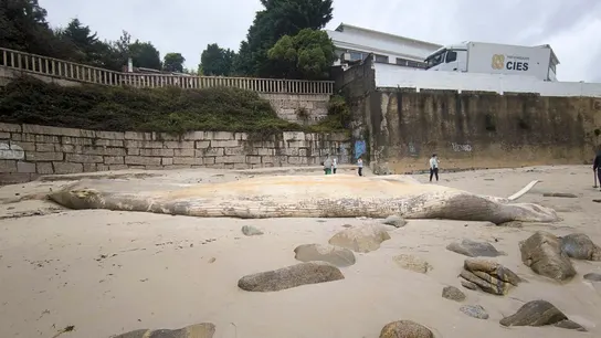 Retirada la ballena que la borrasca Kirk arrastró hasta una playa de Sanxenxo Ballena varada en la playa de Sanxenxo
