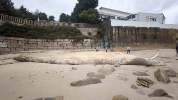 Retirada la ballena que la borrasca Kirk arrastró hasta una playa de Sanxenxo