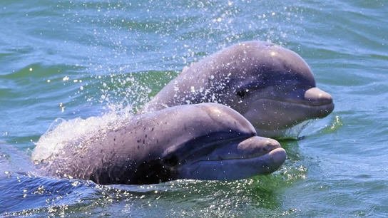 Dos delfines, en el mar Dos delfines, en el mar