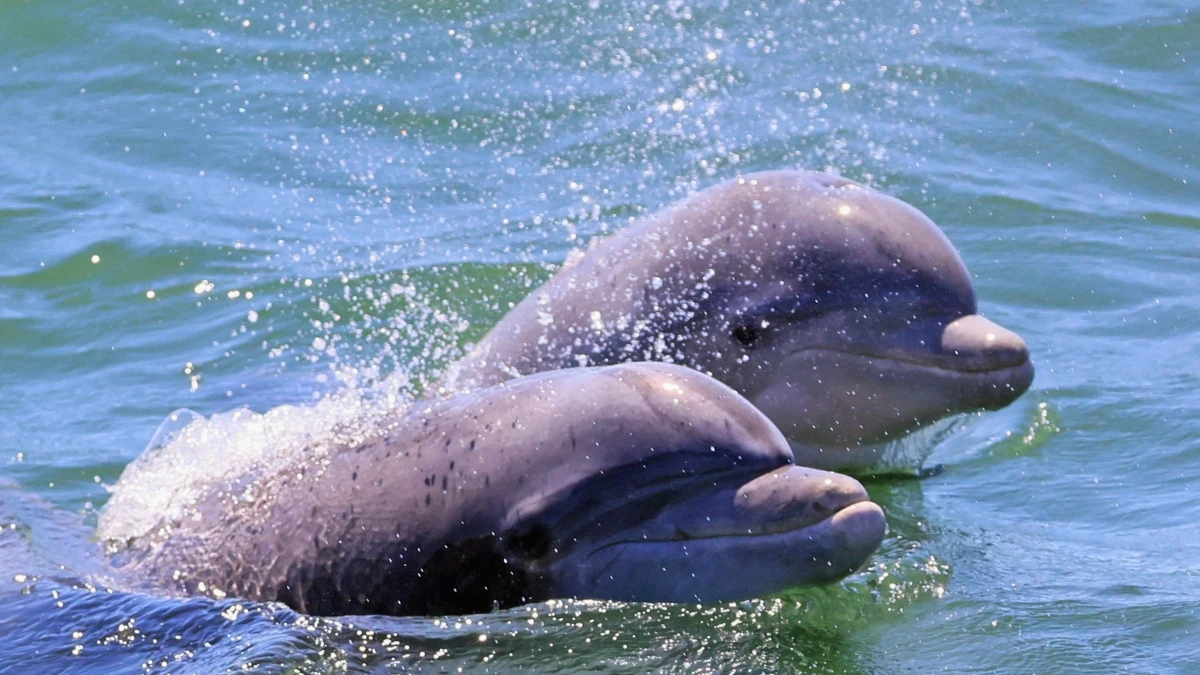 Dos delfines, en el mar