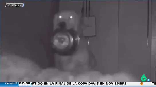 La siniestra forma en la que un perro pide la comida a su dueña en mitad de la noche: "Me da algo" La siniestra forma en la que un perro pide la comida a su dueña en mitad de la noche: "Me da algo"