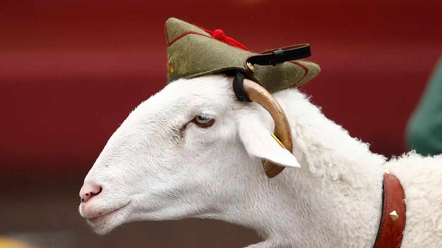 Imagen del borrego Killo, mascota de la Legión, durante el desfile del 12 de octubre de 2024. Imagen del borrego Killo, mascota de la Legión, durante el desfile del 12 de octubre de 2024.