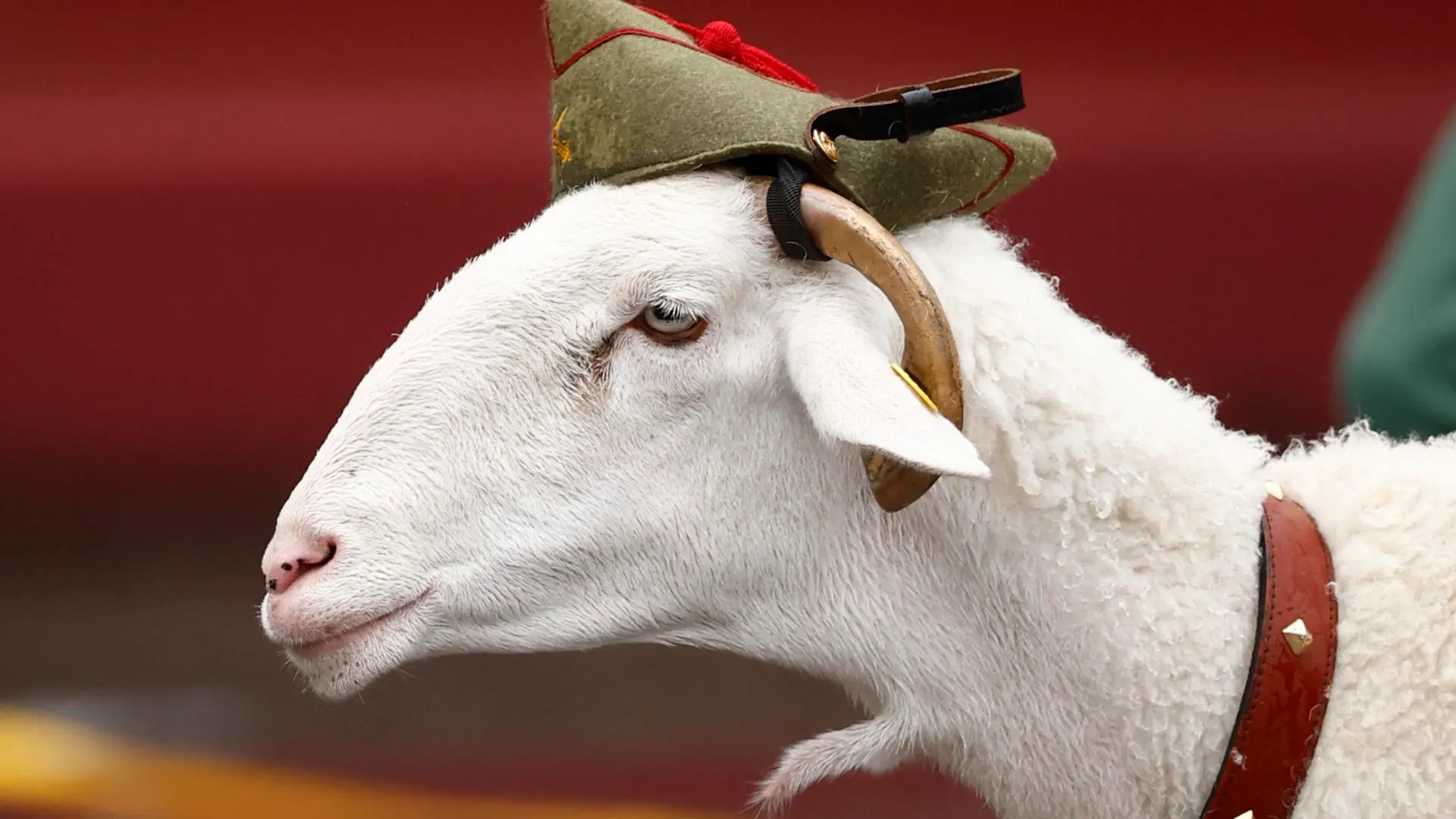 Imagen del borrego Killo, mascota de la Legión, durante el desfile del 12 de octubre de 2024.
