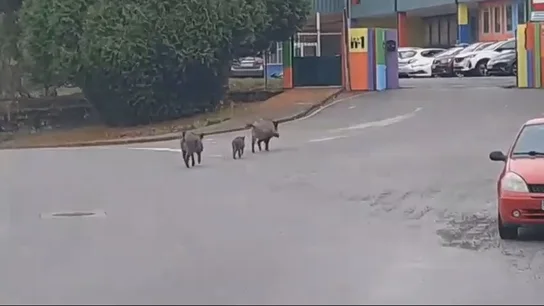 Manada de Jabalíes en zonas urbanas  Manada de Jabalíes en zonas urbanas