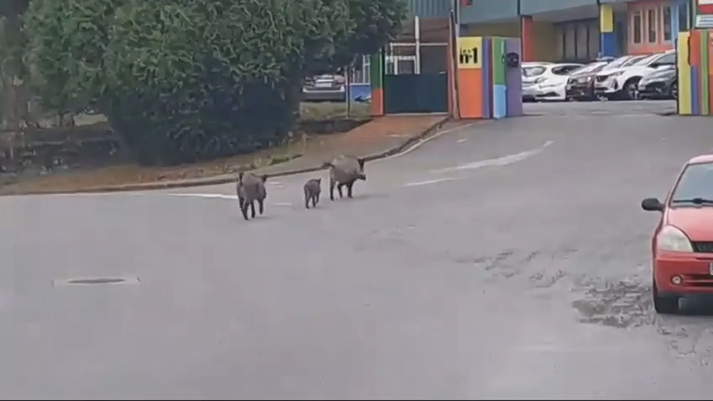 Manada de Jabalíes en zonas urbanas Manada de Jabalíes en zonas urbanas