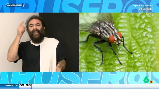 El Sevilla reacciona a una noticia que dice que las moscas saben cual es el momento de mayor fertilidad durante el coito El Sevilla reacciona a una noticia que dice que las moscas saben cual es el momento de mayor fertilidad durante el coito