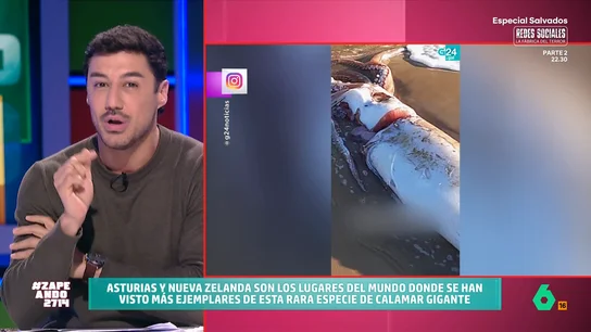 Francisco Cacho, sobre el calamar gigante encontrado en Asturias: "Puede alcanzar los 17 metros de longitud y pesar de 300 kilos" Francisco Cacho, sobre el calamar gigante encontrado en Asturias: "Puede alcanzar los 17 metros de longitud y pesar de 300 kilos"