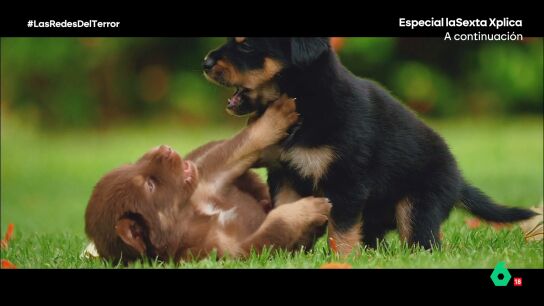 "Ponte v&iacute;deos de perritos": una moderadora de Instagram y Facebook denuncia la 'ayuda' que le ofreci&oacute; su empresa