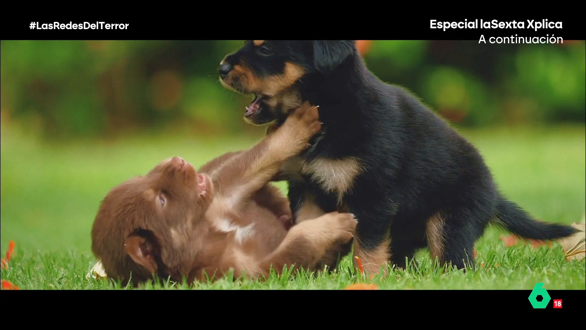 "Ponte vídeos de perritos": una moderadora de Instagram y Facebook denuncia la 'ayuda' que le ofreció su empresa