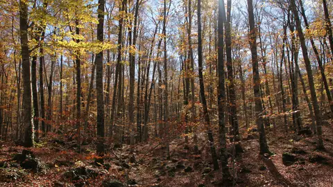 La Fageda d'en Jordà La Fageda d'en Jordà