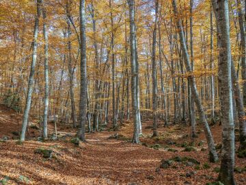 La Fageda d'en Jordà