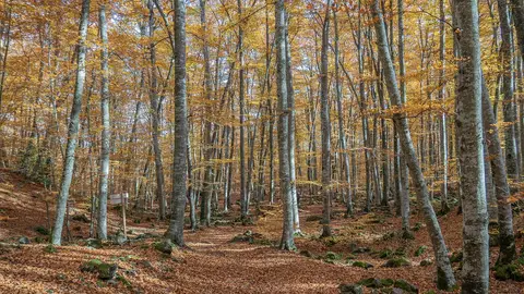 La Fageda d'en Jordà La Fageda d'en Jordà