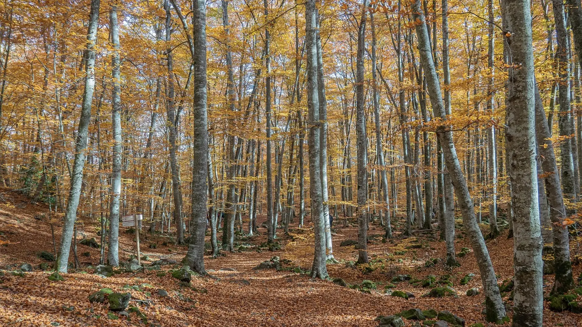 La Fageda d'en Jordà La Fageda d'en Jordà