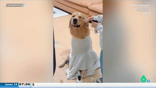 Un niño decide que quiere ser peluquero y se pone a practicar con su perro: "¡Qué paciencia!" Un niño decide que quiere ser peluquero y se pone a practicar con su perro: "¡Qué paciencia!"