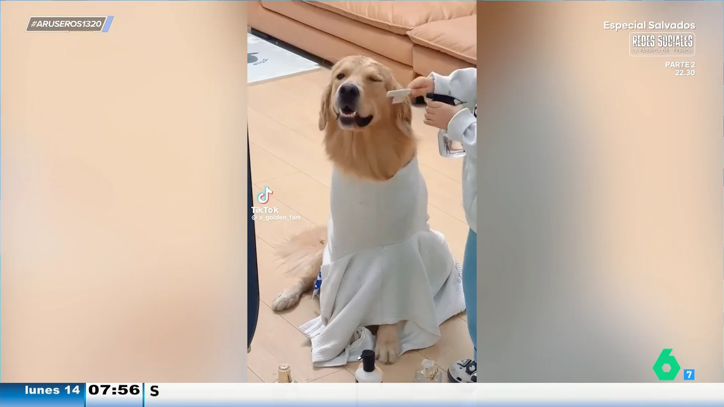 Un niño decide que quiere ser peluquero y se pone a practicar con su perro: "¡Qué paciencia!" Un niño decide que quiere ser peluquero y se pone a practicar con su perro: "¡Qué paciencia!"