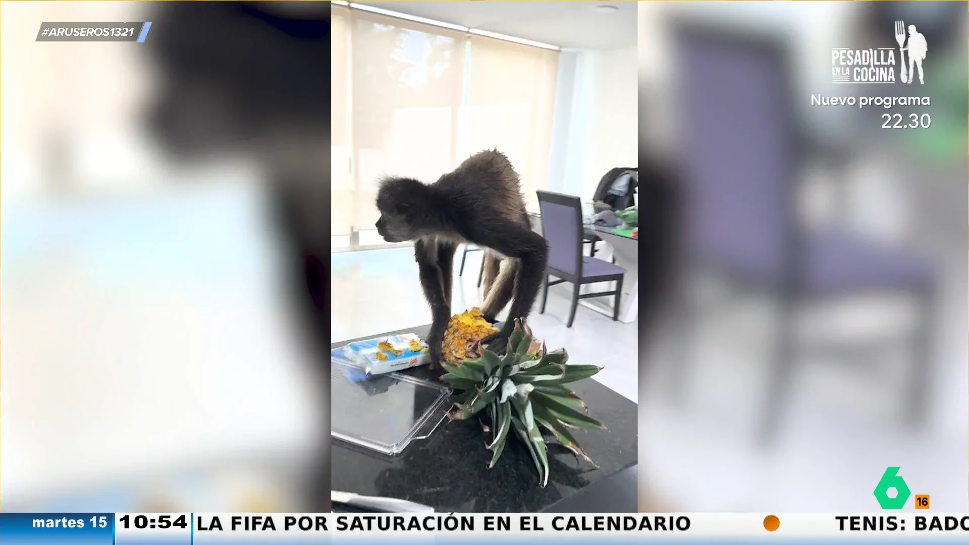 Un mono se cuela en la casa de un hombre para robarle una piña después de que el humano le ofrezca un plátano