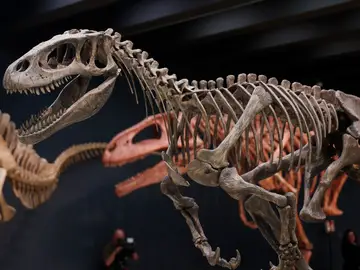 Esqueleto de un dinosaurio Esqueleto de un dinosaurio