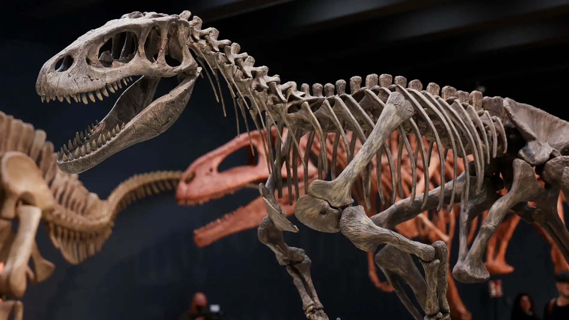 Esqueleto de un dinosaurio Esqueleto de un dinosaurio