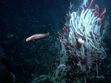  Gusanos tubícolas gigantes en la superficie del fondo marino a 2500 m de profundidad