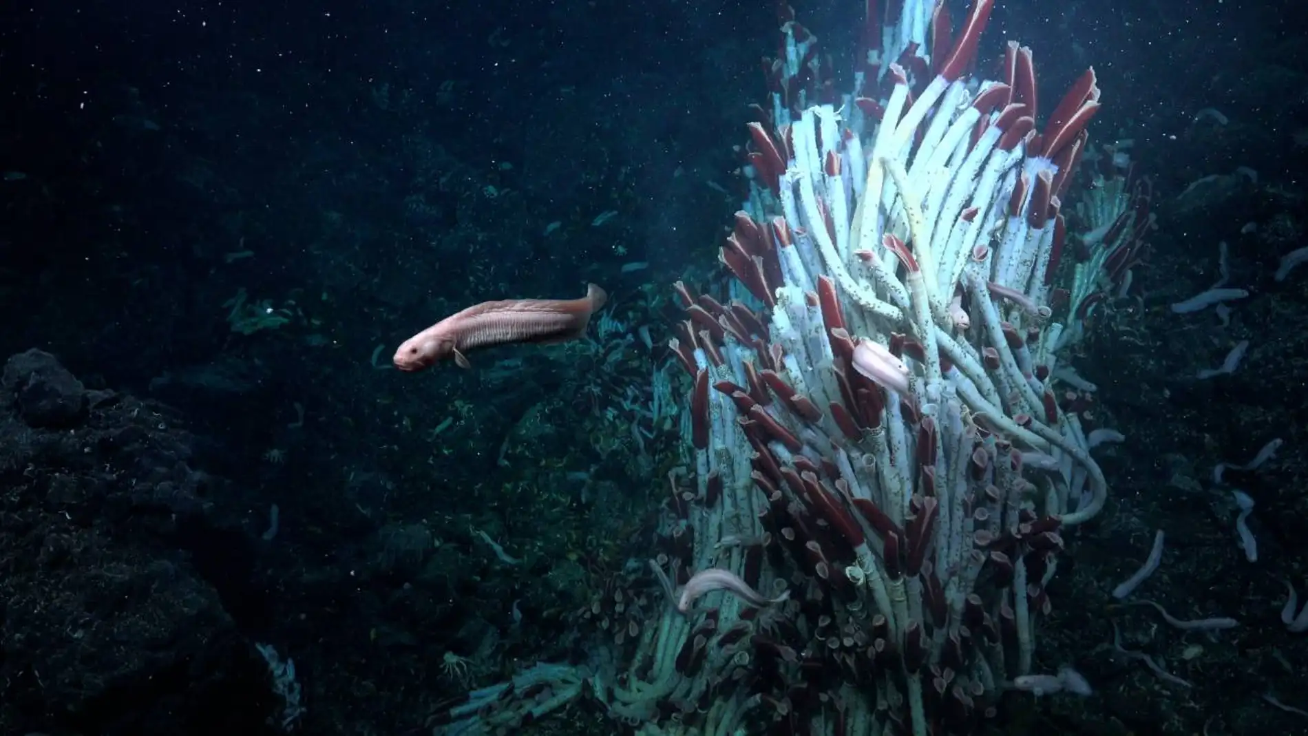 Gusanos tubícolas gigantes en la superficie del fondo marino a 2500 m de profundidad Gusanos tubícolas gigantes en la superficie del fondo marino a 2500 m de profundidad