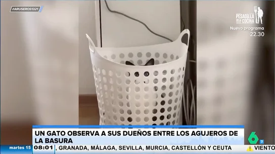 Así es la viral técnica de camuflaje de un gato para espiar a sus dueños: "Pasa a la vieja del visillo a otro nivel" Así es la viral técnica de camuflaje de un gato para espiar a sus dueños: "Pasa a la vieja del visillo a otro nivel"