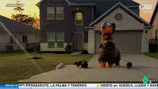 Un hombre se viraliza al sacar a pasear a sus mascotas disfrazado de perro salchicha Un hombre se viraliza al sacar a pasear a sus mascotas disfrazado de perro salchicha